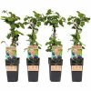 Rubus fruticosus Set van 4 Braam Fruitplant ⌀15cm Hoogte 50 60cm Tuinartikelen