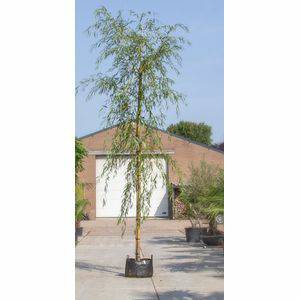 Treurwilg Salix sepulcralis Chrysocoma h 425 cm st. omtrek 22,5 cm st. h 230 cm Warentuin Natuurlijk Tuinartikelen